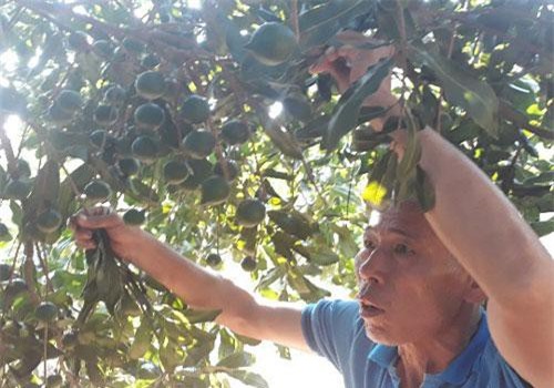 Lai Ch&#xE2;u: &#x1EA4;m no, gi&#xE0;u c&#xF3; khi tr&#x1ED3;ng m&#x1EAF;c ca cho qu&#x1EA3; sai tr&#x129;u c&#xE0;nh