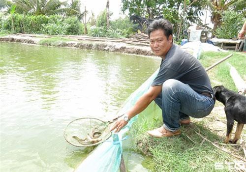 Sóc Trăng: Nuôi loài cá ví như sâm nước, nên đừng hỏi vì sao dân ở đây giàu