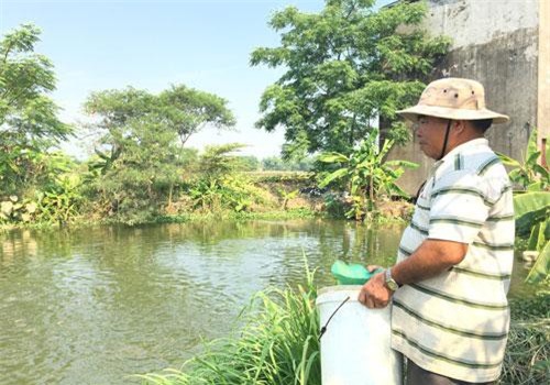 Tỷ phú nuôi cá nước ngọt đất Quảng Nam