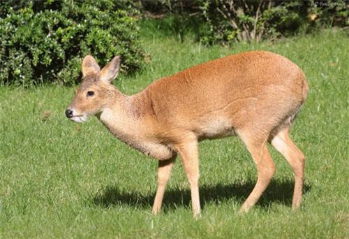 Clip: Loài hươu không sừng, có răng nanh kỳ dị chìa ra khỏi miệng