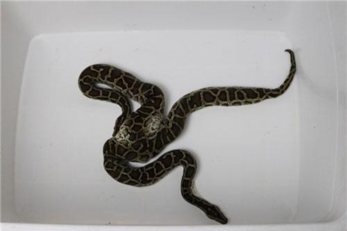 Trâu có sừng mọc ngược, trăn 2 đầu và cá quái vật 'độc nhất vô nhị' trên đất Việt