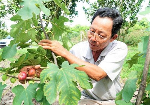 Tây Ninh: Trồng cây ra trái lạ ở vườn bưởi da xanh, bán 200 ngàn/ký