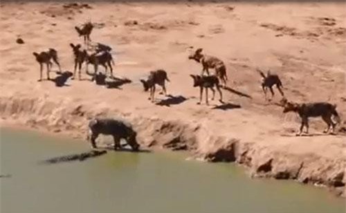 CLIP: Xuống nước tránh chó hoang, lợn rừng nhận 'cái kết đắng'