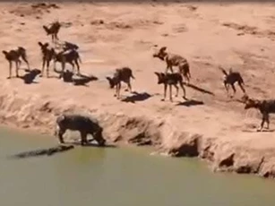 CLIP: Xuống nước tránh chó hoang, lợn rừng nhận 'cái kết đắng'