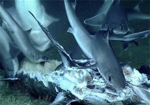 Clip: Cá mập bất ngờ bị nuốt chửng sau khi vừa ăn thịt cá kiếm
