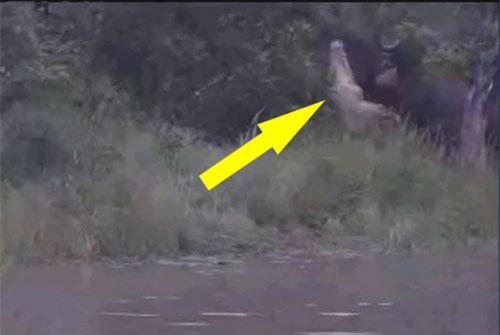 CLIP: Trâu rừng húc cá sấu ‘văng lên trời’ để giải cứu đồng loại