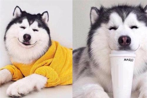 CLIP: Bạn nên nuôi một con “ngáo” trong nhà, tuy quậy phá nhưng rất thông minh và hài hước nhé