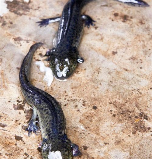 Vĩnh Long: Ầm ầm đi xem "quái vật" lạ vằn như cá sấu, đầu như ếch