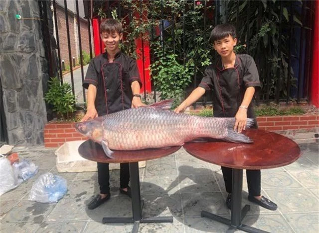 Bắt được cá trắm đen “khủng” nặng 50kg, dài 1,6m ở Yên Bái - 2