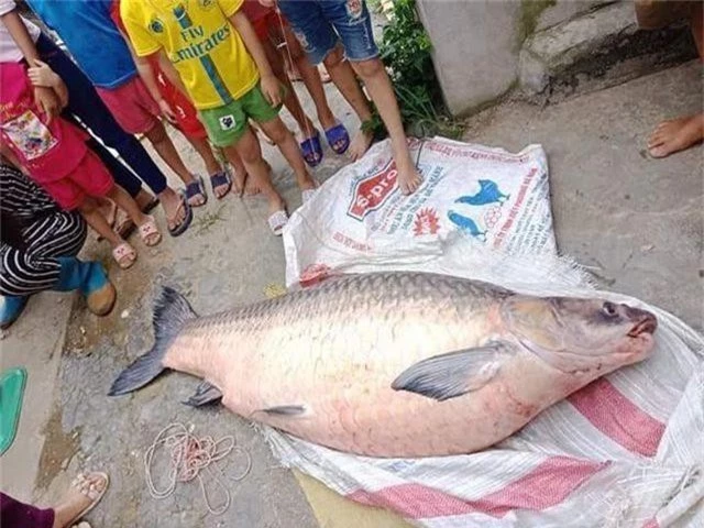 Bắt được cá trắm đen “khủng” nặng 50kg, dài 1,6m ở Yên Bái - 3