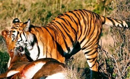 CLIP: Top 5 loài động vật khỏe nhất thế giới