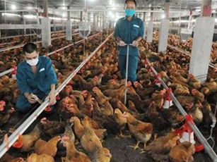 Ưu đãi thuế xuất nhập khẩu từ CPTPP