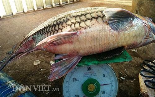 Loài cá thọ 50 năm, hiếm có khó tìm, ẩn mình dưới dòng Sê San