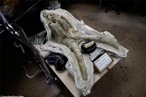 Mỹ: Tìm ra hóa thạch voi ma mút “khủng” vạn năm tuổi