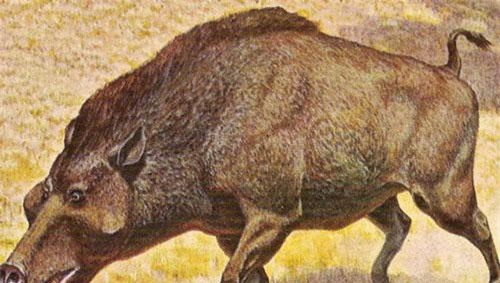 Rùng rợn truyền thuyết "lợn địa ngục"