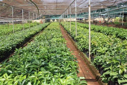 Cần hướng đến xuất khẩu giống nông nghiệp