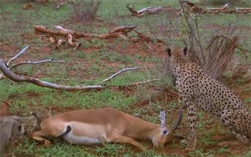 CLIP: Linh dương giả chết đánh lừa báo săn và cái kết không ai ngờ