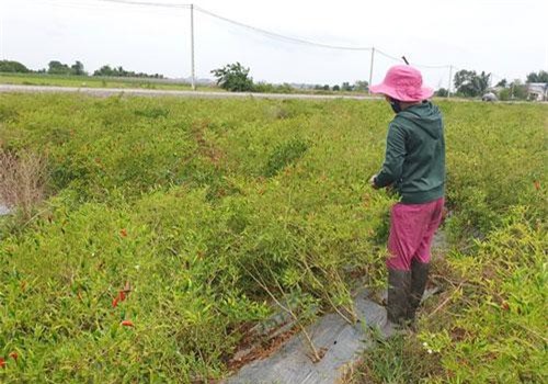 Tây Ninh: Giá ớt chỉ thiên lên 100 ngàn/ký, dân hái không kịp bán