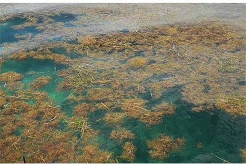 Phát hiện ra thảm rong biển lớn nhất trên thế giới