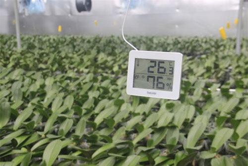 Clip: Lan hồ điệp được trồng thành công trên đỉnh núi hơn 1.000 m bằng công nghệ cao tại Quảng Trị