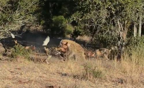 CLIP: Một mình linh cẩu đại chiến với đàn chó hoang