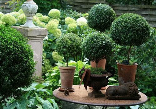 Điểm danh 10 cây cảnh mang đến bầu không khí trong lành cho nhà bạn