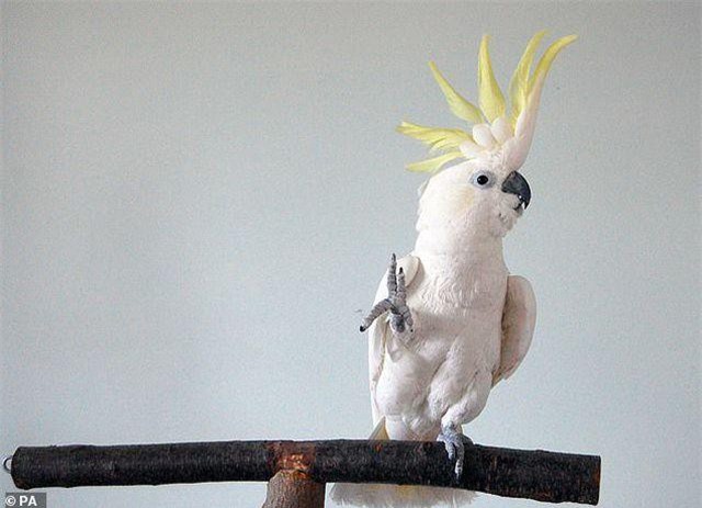 Clip: Bật cười với chú vẹt biết nhảy... 14 điệu “siêu ngầu”