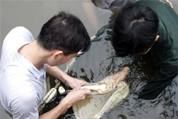 nuoi loai ca quy hiem dep nhu tien, sao cai ten nghe "so kho" hinh anh 2