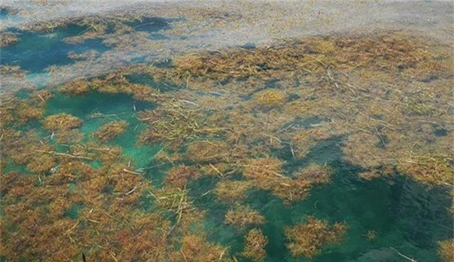 Phát hiện ra thảm rong biển lớn nhất trên thế giới - 1