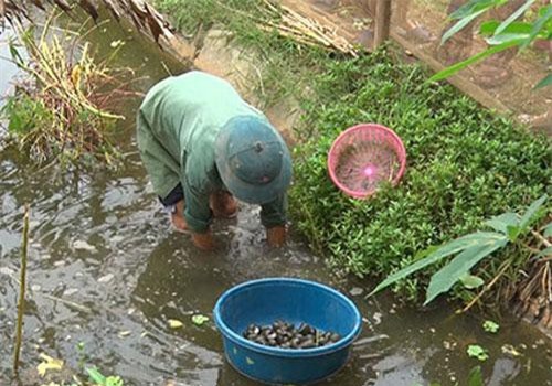 Ph&#xFA; Th&#x1ECD;: &#x110;ang b&#xED; c&#x1EED;a l&#xE0;m &#x103;n, b&#xE8;n nu&#xF4;i &#x1ED1;c nh&#x1ED3;i, cho &#x103;n rau c&#x1ECF;, c&#xF3; nhi&#x1EC1;u ti&#x1EC1;n