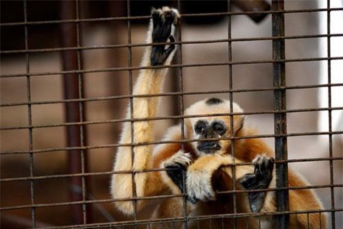 Ám ảnh gương mặt động vật bị đối xử vô nhân đạo