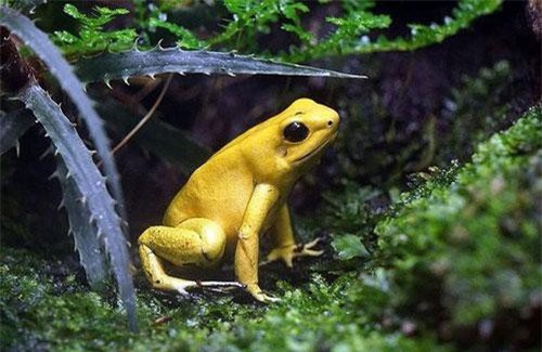 Những loài động vật có bề ngoài vô hại nhưng cực kỳ nguy hiểm