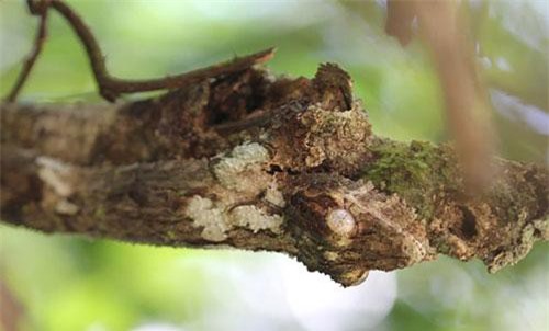 Ấn tượng trước khả năng “tàng hình” của loài tắc kè Madagascar