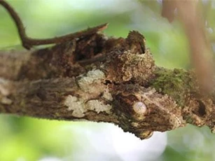 Ấn tượng trước khả năng “tàng hình” của loài tắc kè Madagascar
