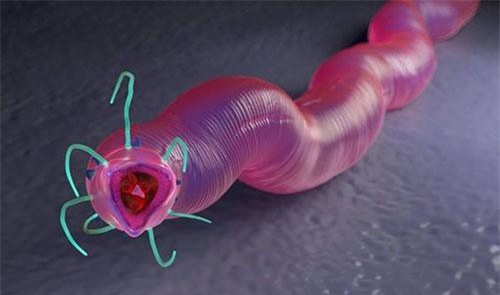 Giun tròn 41.000 năm tuổi ở Bắc Cực có ý nghĩa rất lớn đối với du hành vũ trụ