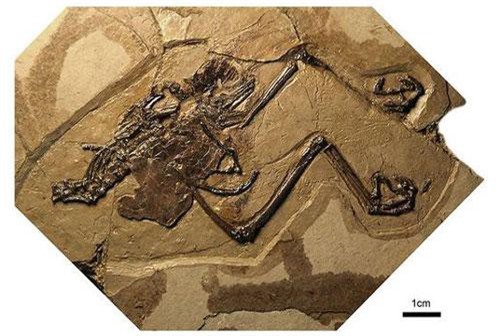 Các nhà khoa học phát hiện ra con chim hóa thạch đầu tiên với quả trứng còn nguyên vẹn