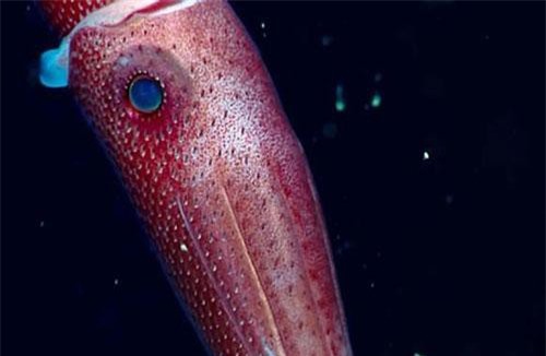 Loài mực kì lạ khiến các nhà khoa học đau đầu