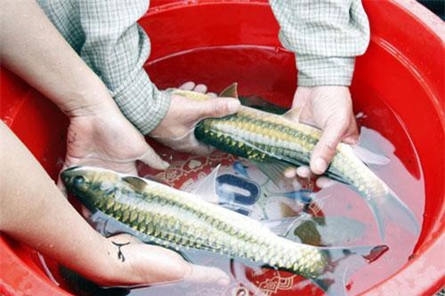 Hà Giang: Nuôi loài cá quý hiếm đẹp như tiên, sao cái tên nghe "số khổ"