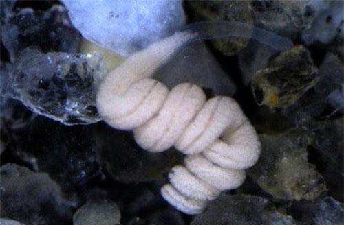 Sinh vật kỳ dị không có cả mồm lẫn... hậu môn, vậy mà tồn tại được hơn 500 triệu năm