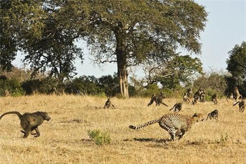 CLIP HOT (12/7): Báo săn 'nếm trái đắng' vì đi lạc vào địa bàn của bầy khỉ đầu chó, những khả năng đáng sợ của tên lửa Tomahawk Mỹ khiến đối thủ khiếp 'nể mặt