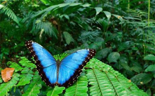 Sinh vật đã tuyệt chủng bất ngờ xuất hiện ở “thành phố của Thần Khỉ” tại Honduras