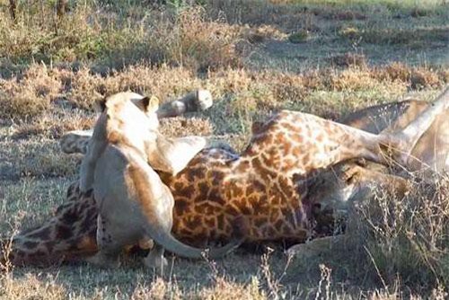 CLIP: Hươu cao cổ chết thảm trước nanh vuốt của bầy sư tử