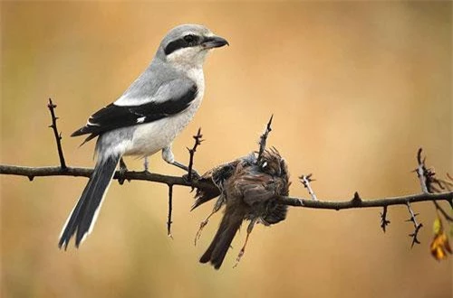 Cảnh chim bách thanh găm xác con mồi vào gai nhọn.