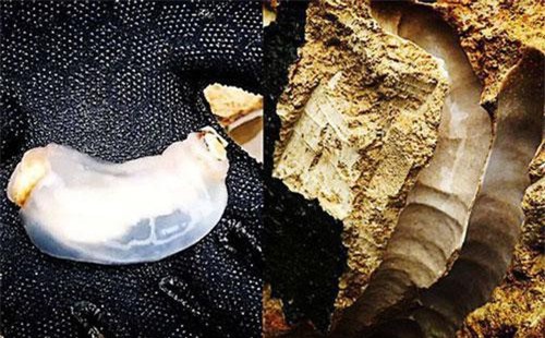 Loài vật động vật có khẩu vị “nặng" nhất Trái đất: Chỉ ăn đá và thải cát mà con nào cũng béo múp