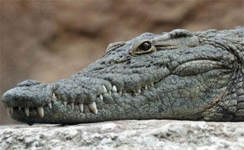 Nghiên cứu mới: Tổ tiên của cá sấu ngày nay là loài ăn chay
