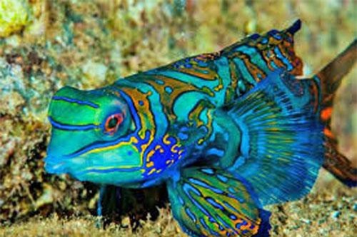 Top 10 loại động vật cái đẹp nhất thế giới