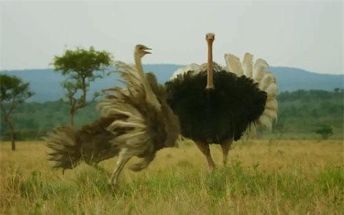 CLIP: Linh cẩu bị đánh không thương tiếc khi rình mò quanh tổ đà điểu