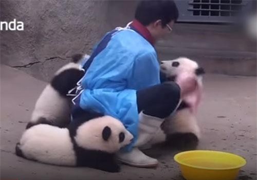 CLIP: Mệt mỏi với những chú gấu trúc 'lầy lội' nhất thế giới