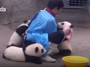 CLIP: Mệt mỏi với những chú gấu trúc 'lầy lội' nhất thế giới