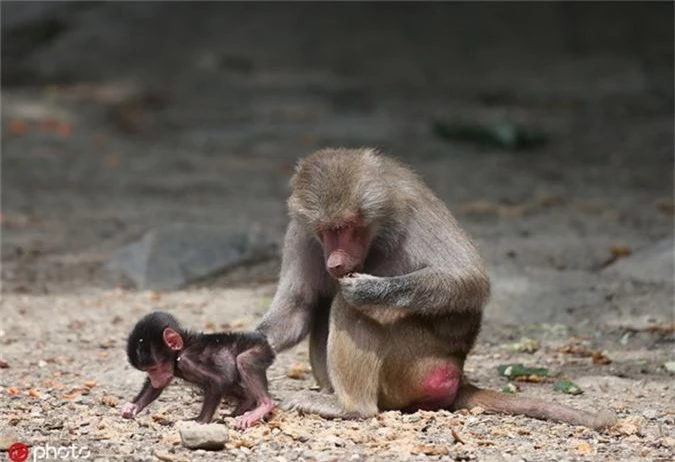 Hai huoc canh khi dau cho bam dit me, doi di khap noi